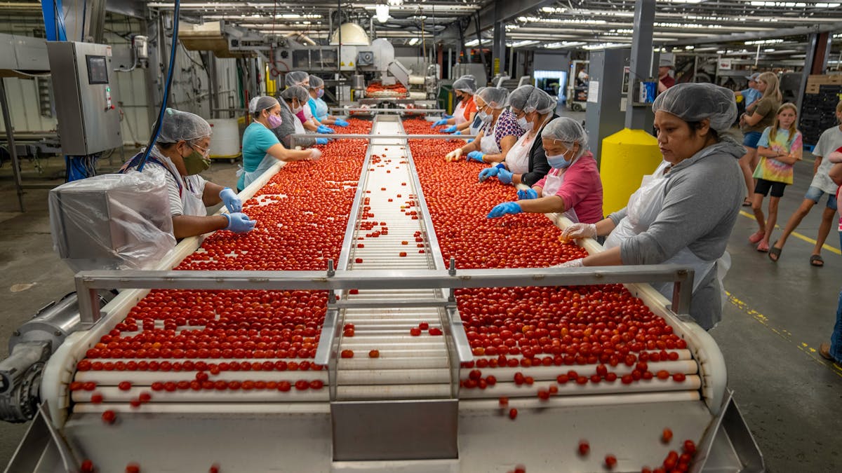 Alimentos sendo processados em linha de produção de fábrica alimentícia